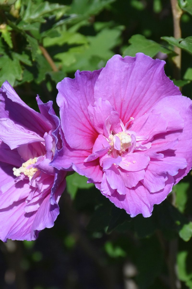 Rose Of Sharon, Dark Lavender Chiffon
