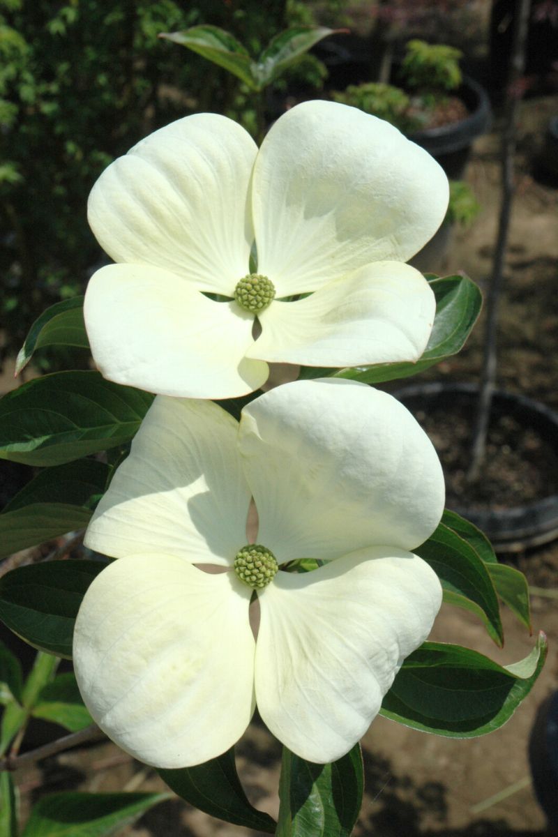 Dogwood, Venus
