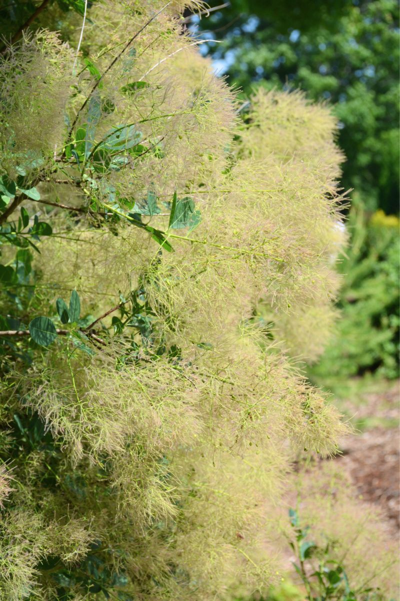 Smokebush, Young Lady