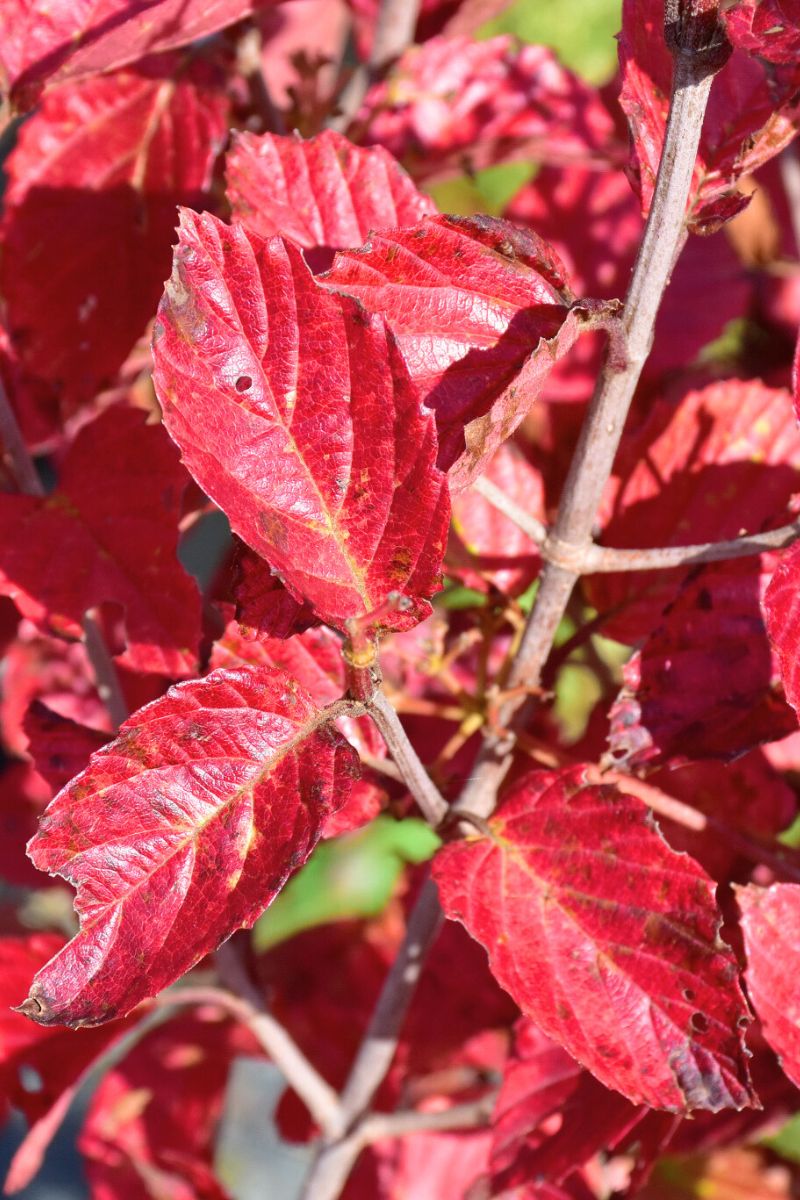 Viburnum, Arrowwood Chicago