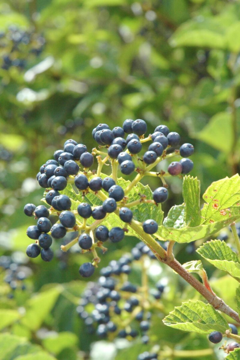 Viburnum, Arrowwood Chicago