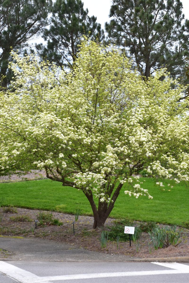 Viburnum, Blackhaw