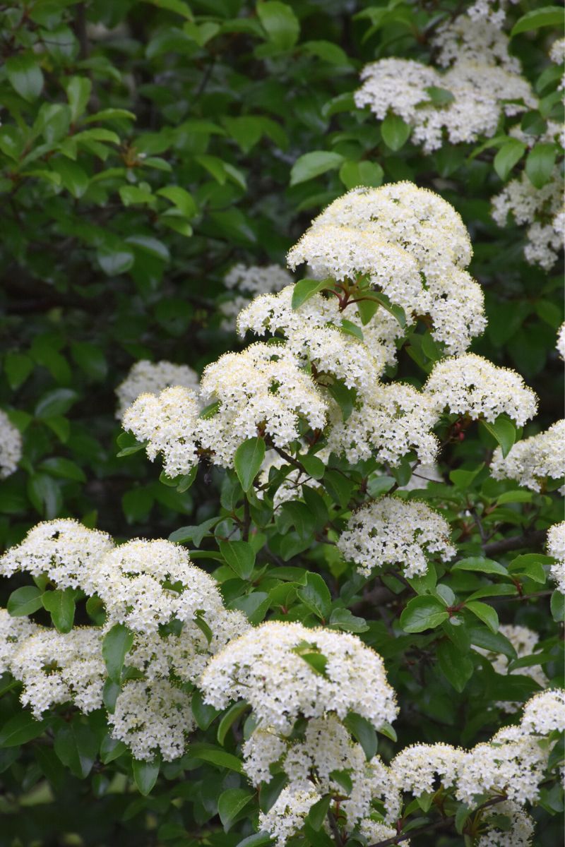 Viburnum, Blackhaw