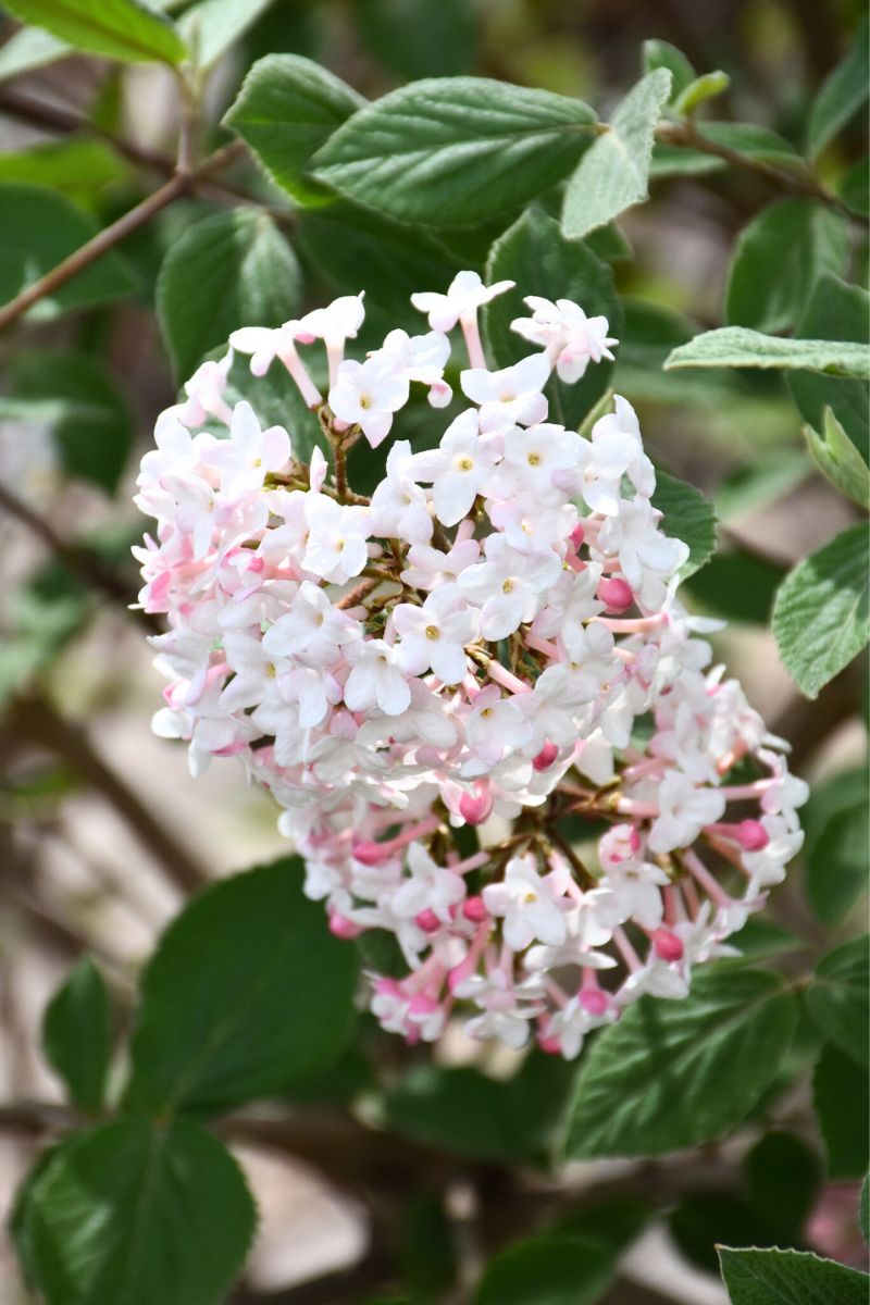 Viburnum, Judd