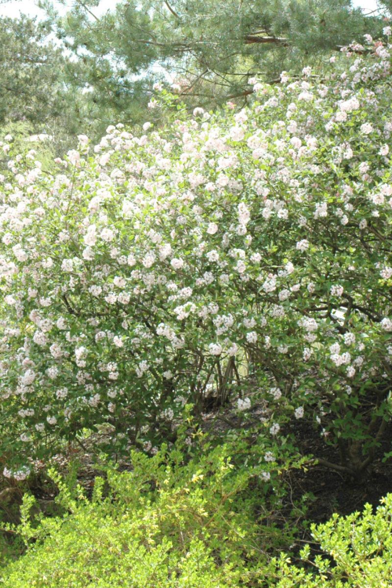 Viburnum, Judd