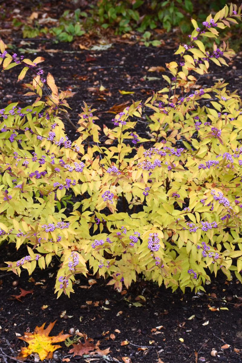 Beautyberry, Early Amethyst