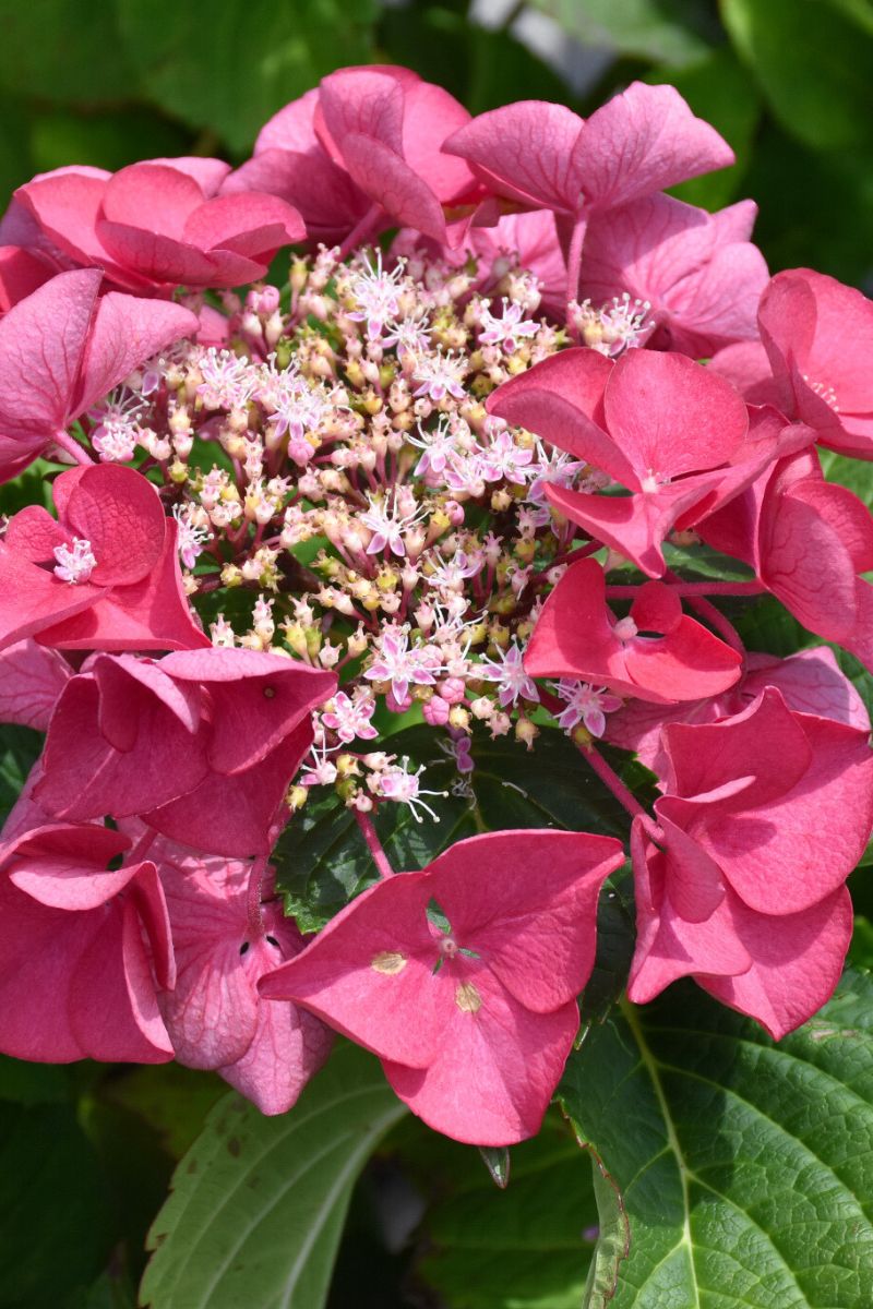 Hydrangea, Cherry Explosion