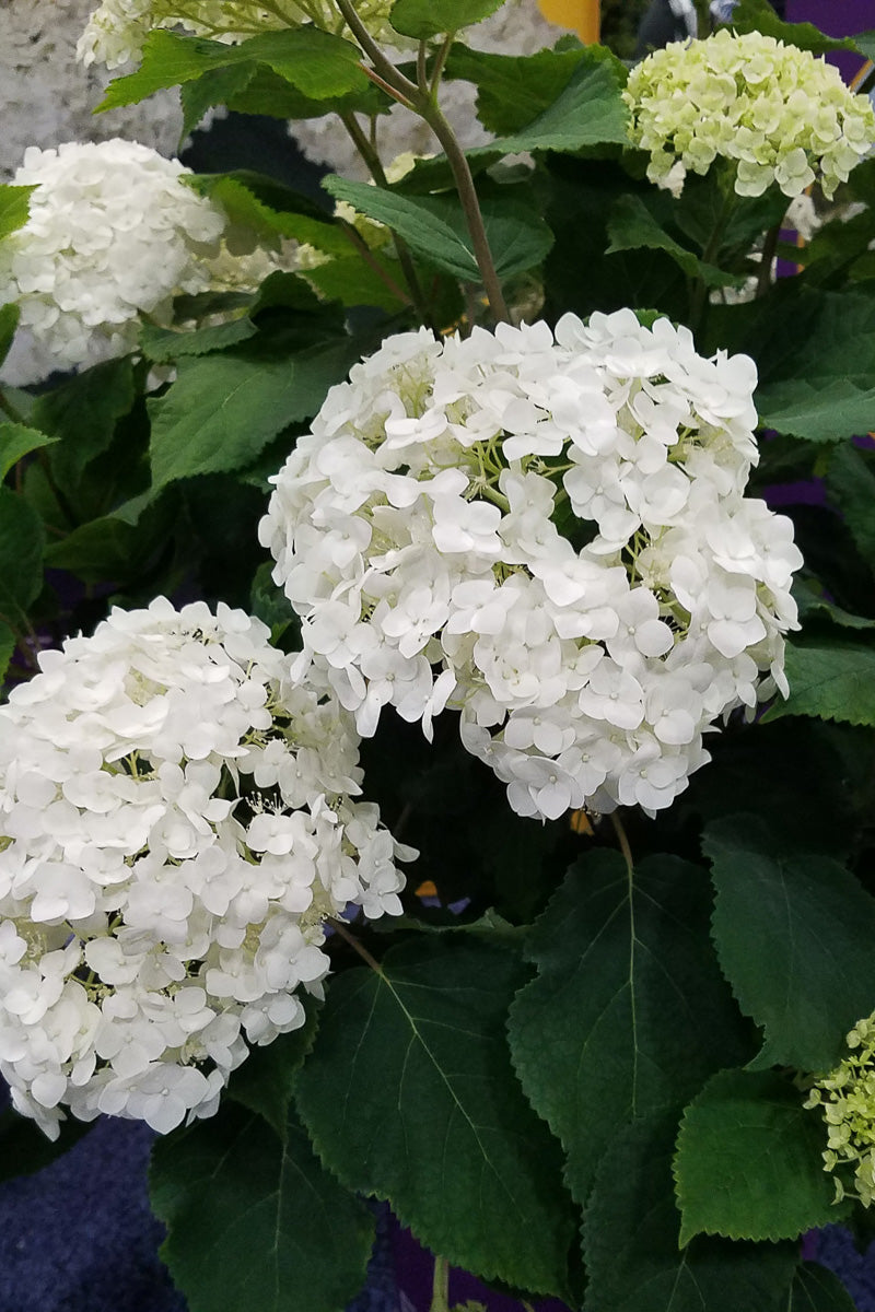 Smooth Hydrangea, Flowerfull