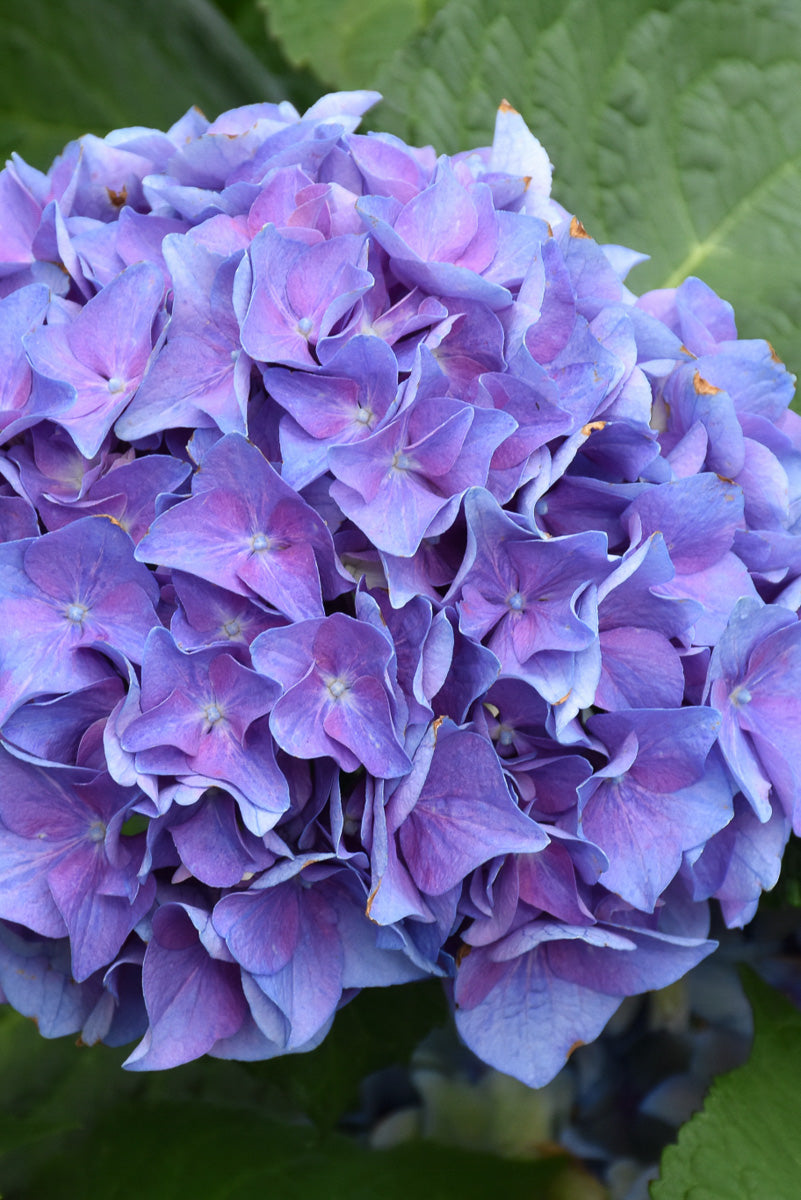 Hydrangea, Let's Dance Blue Jangles