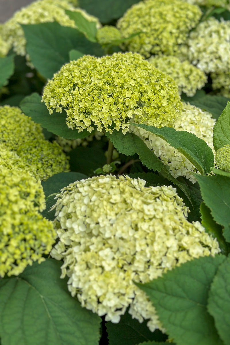Smooth Hydrangea, Flowerfull