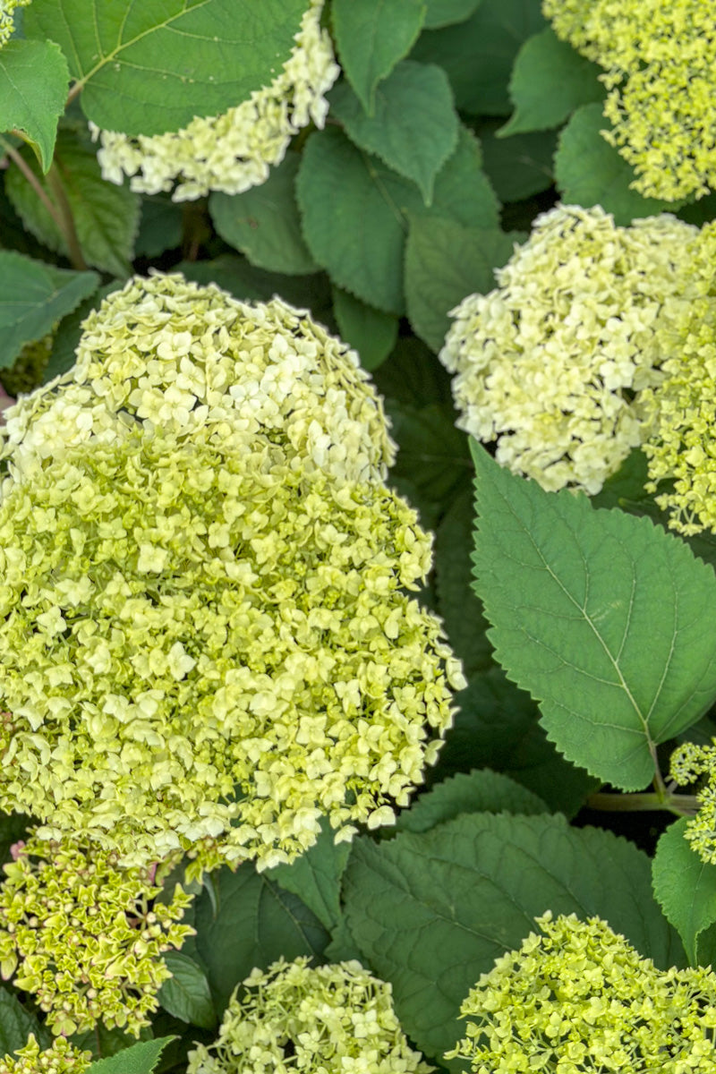 Smooth Hydrangea, Flowerfull
