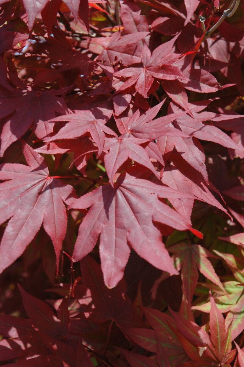 Maple, Japanese Oshio Beni