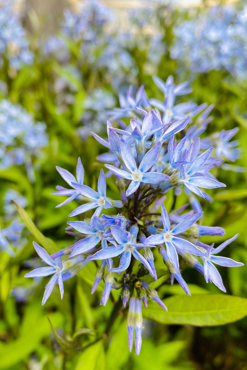 Amsonia, Willow Stormcloud