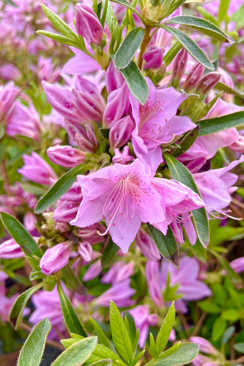 Azalea, Poukhanense Compact