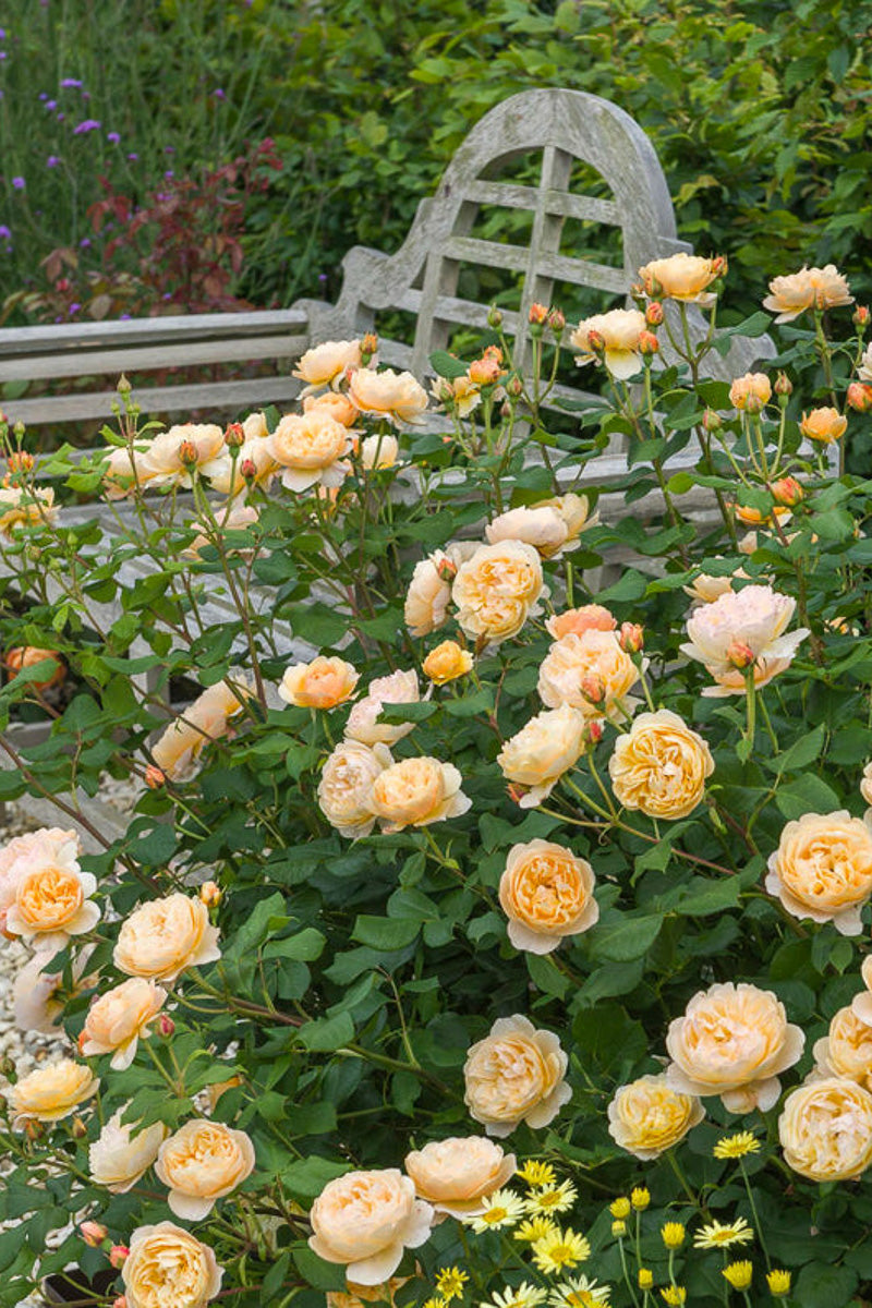 Rose, Ronald Dahl