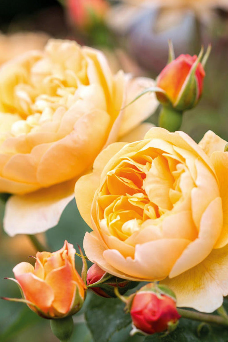 Rose, Ronald Dahl