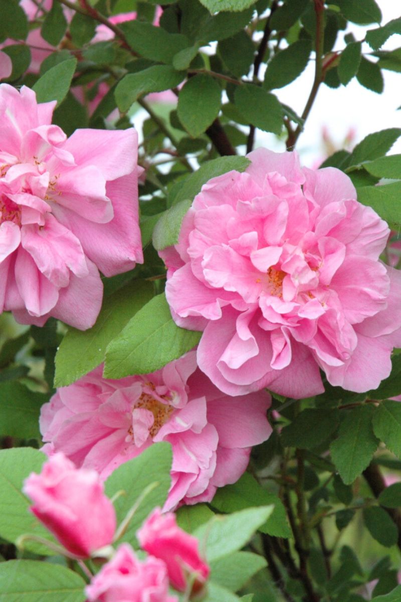 Rose, Therese Bugnet