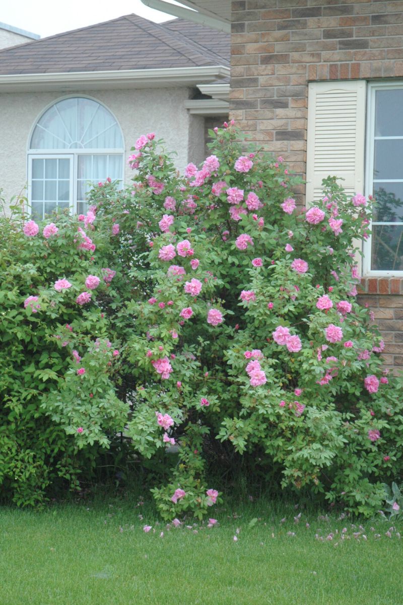 Rose, Therese Bugnet