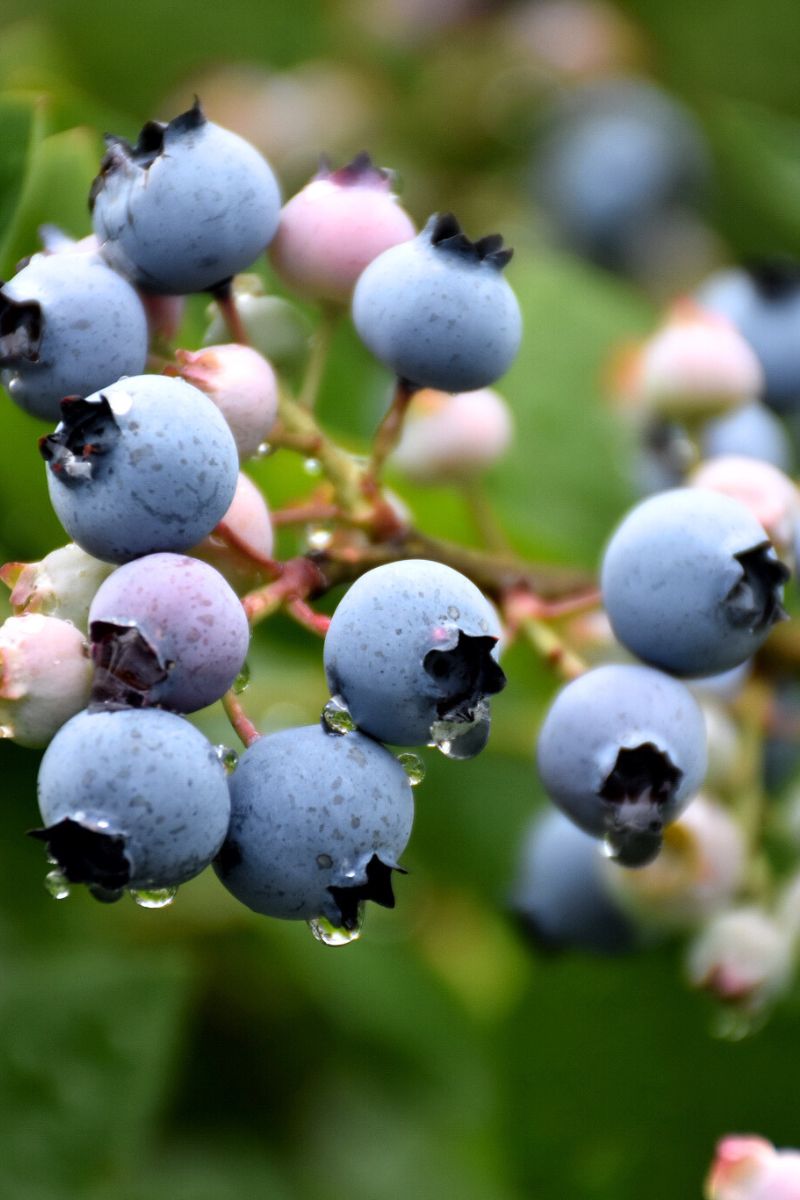 Fruit, Blueberry Bluecrop