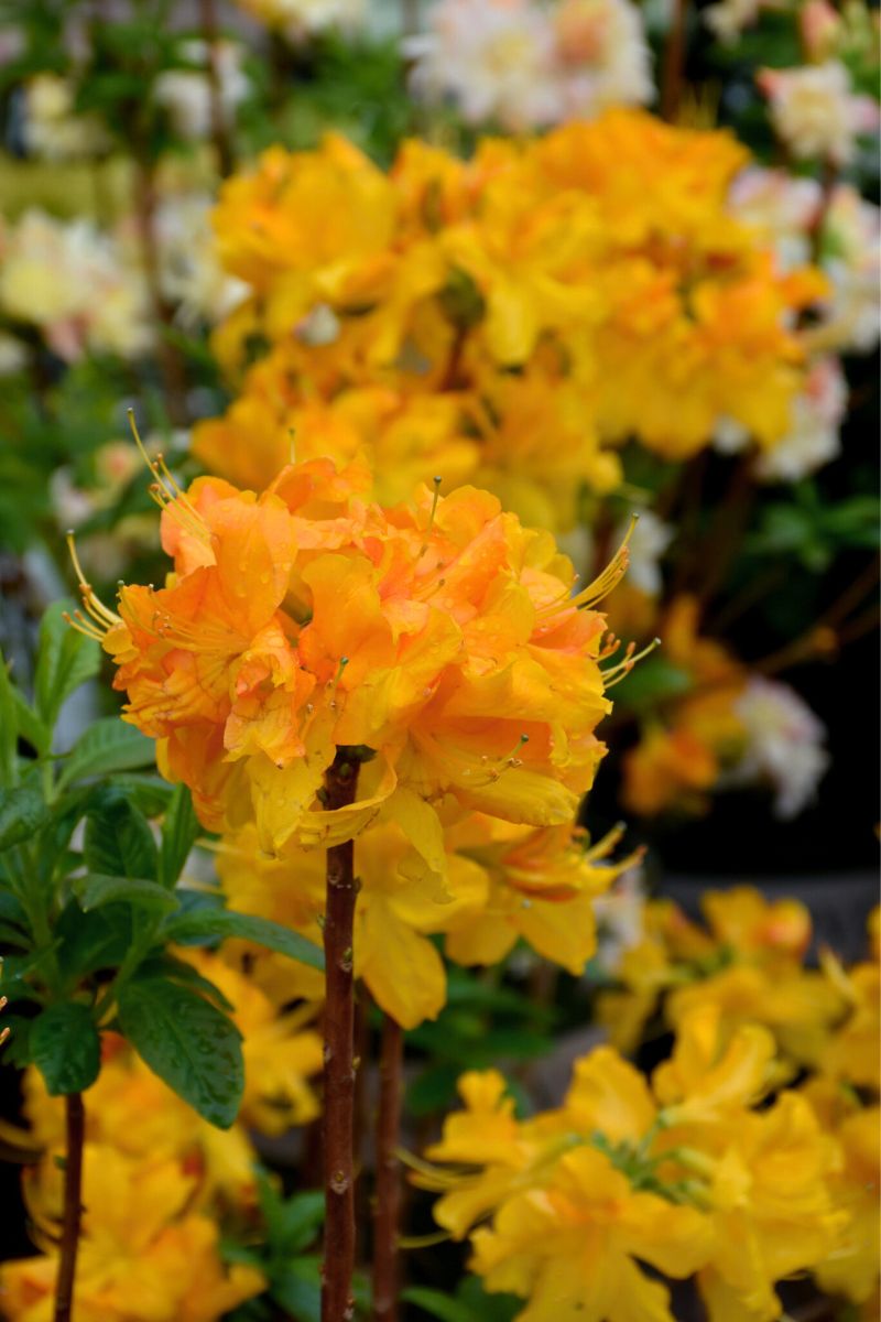 Azalea, Klondyke