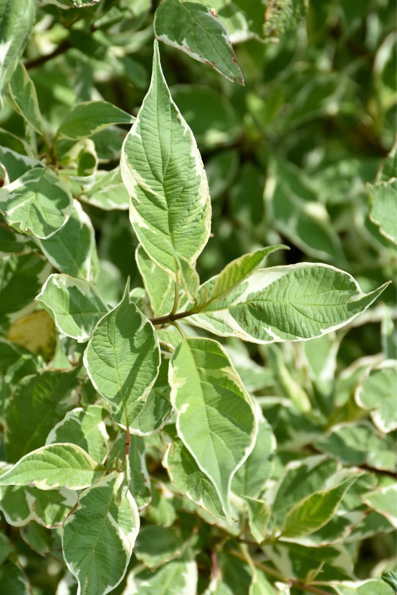 Dogwood, Redtwig Variegated
