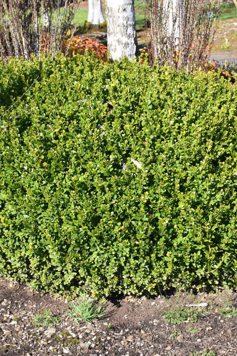 Boxwood, Winter Gem