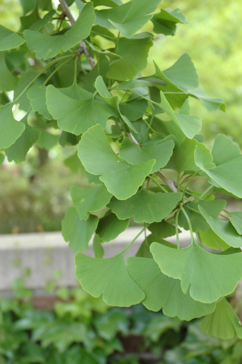 Ginkgo, Magyar