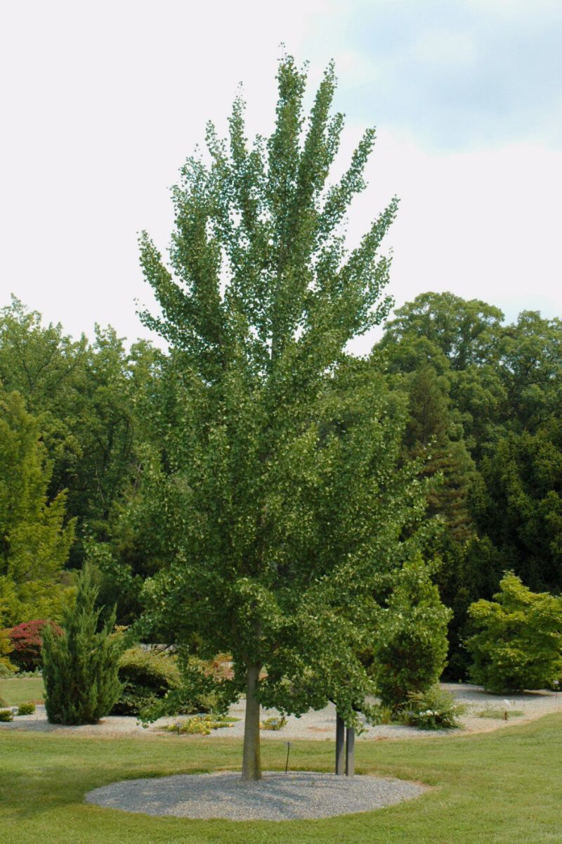 Ginkgo, Magyar