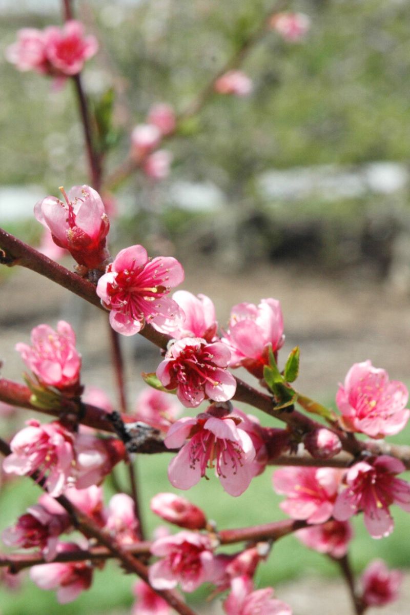 Fruit, Peach Reliance