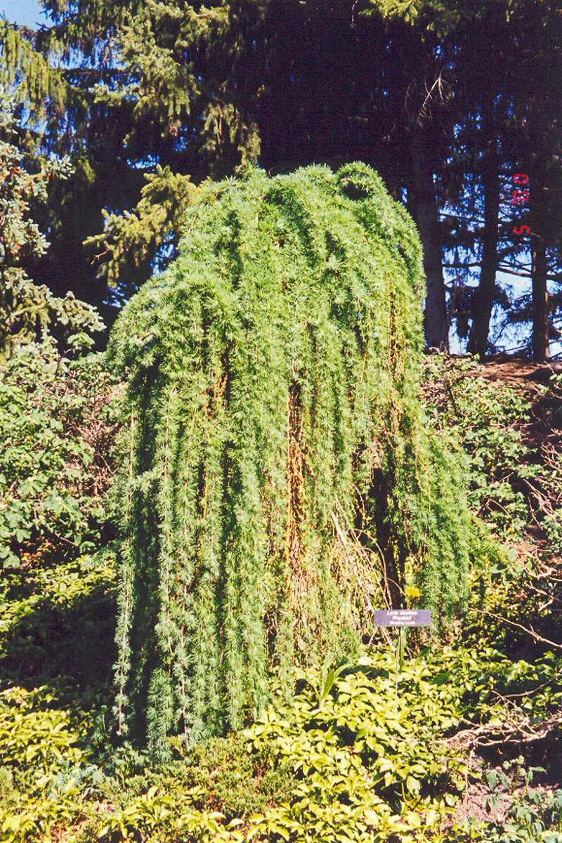 Larch, Weeping