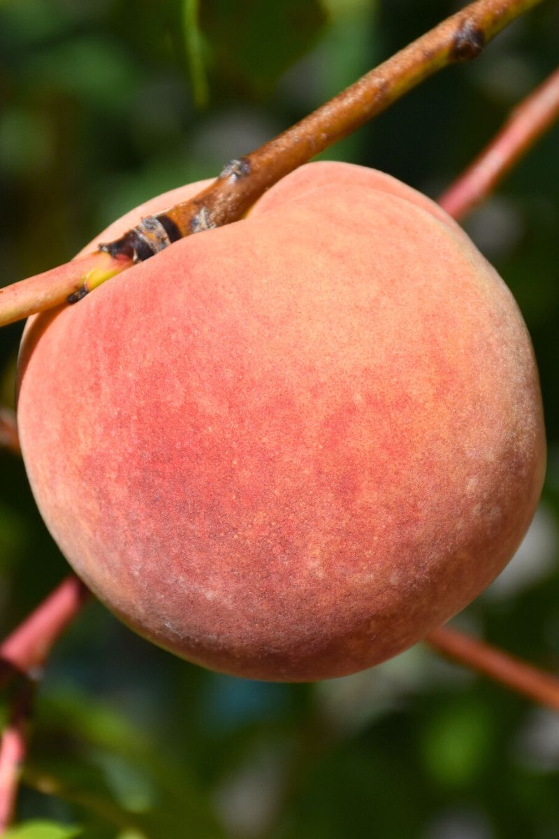 Fruit, Peach Red Haven
