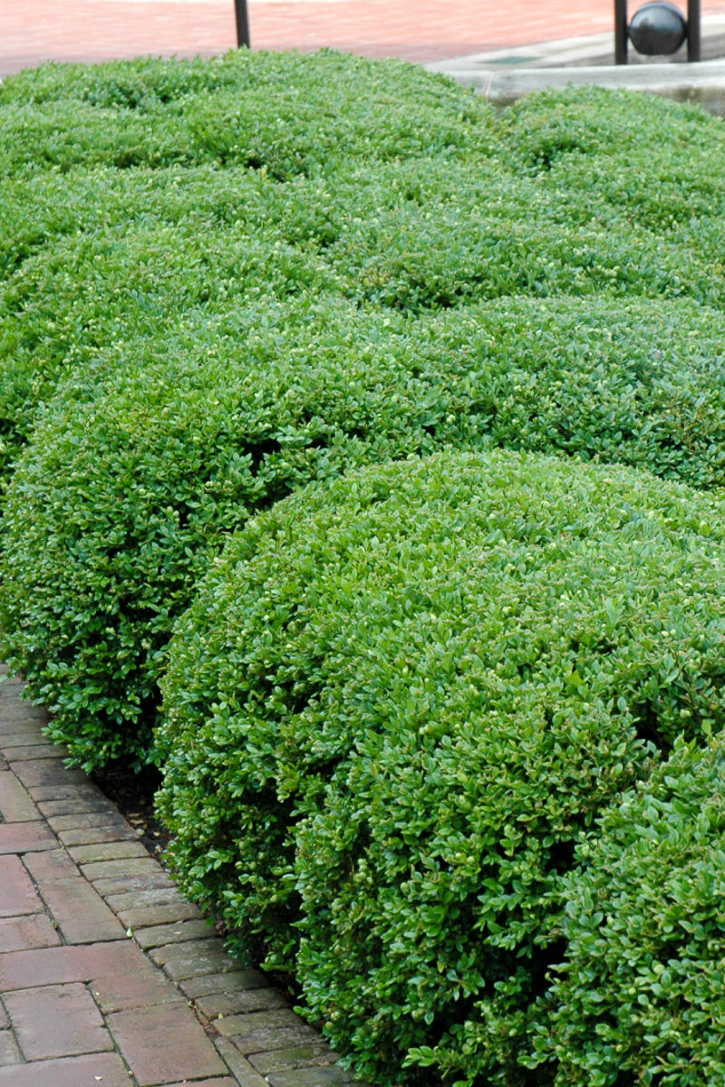 Boxwood, Chicagoland Green