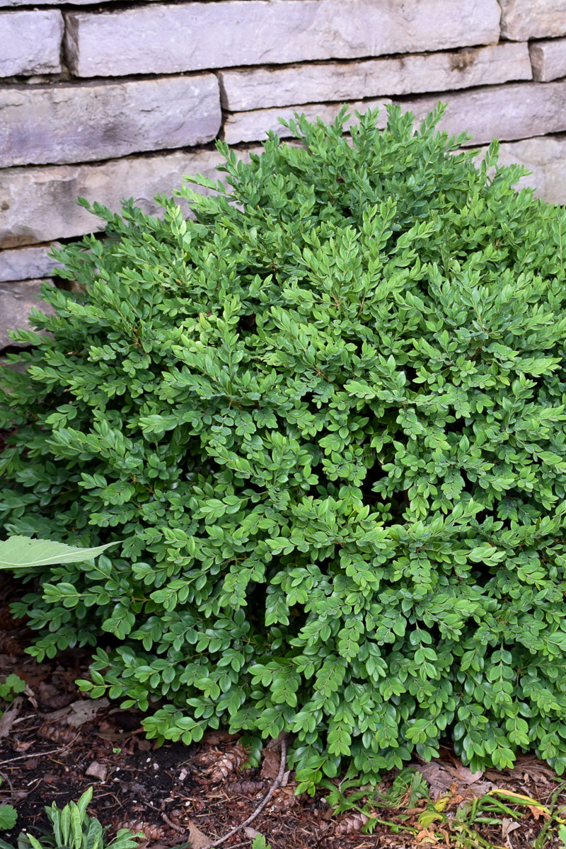 Boxwood, Chicagoland Green