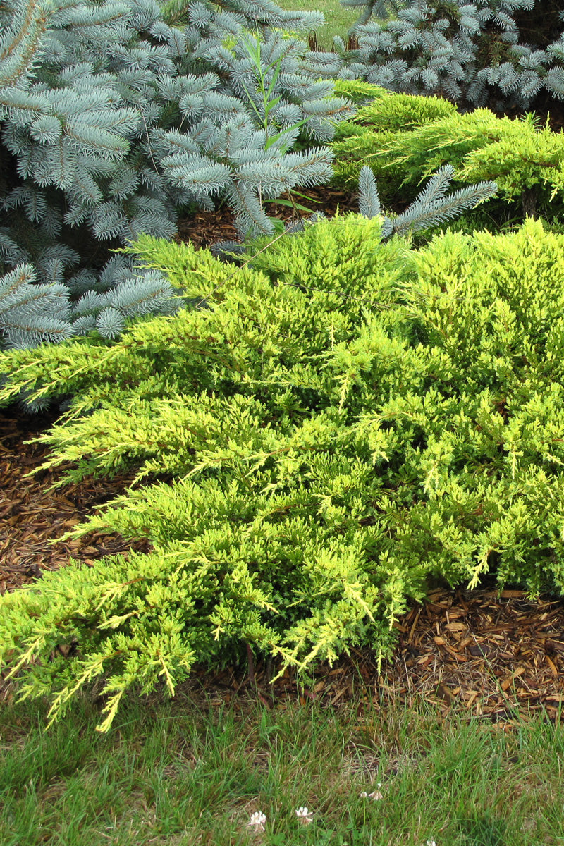 Juniper, Daub's Frosted