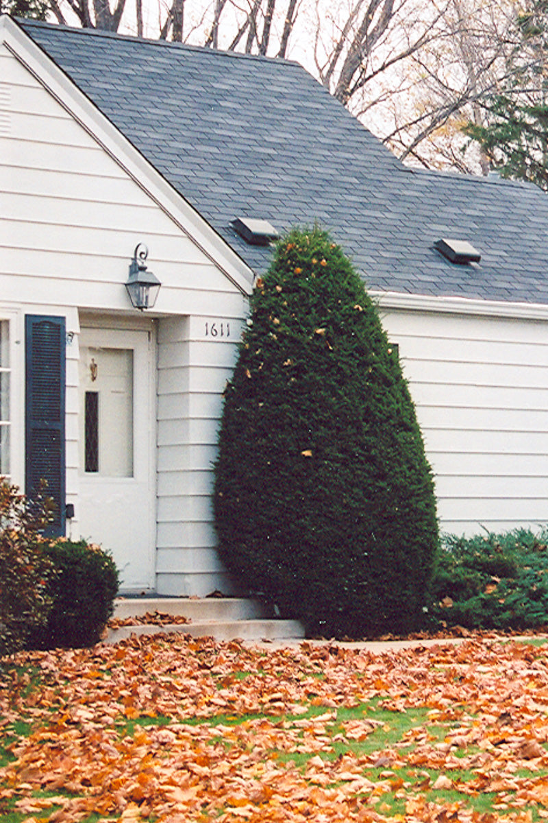 Yew, Capitata