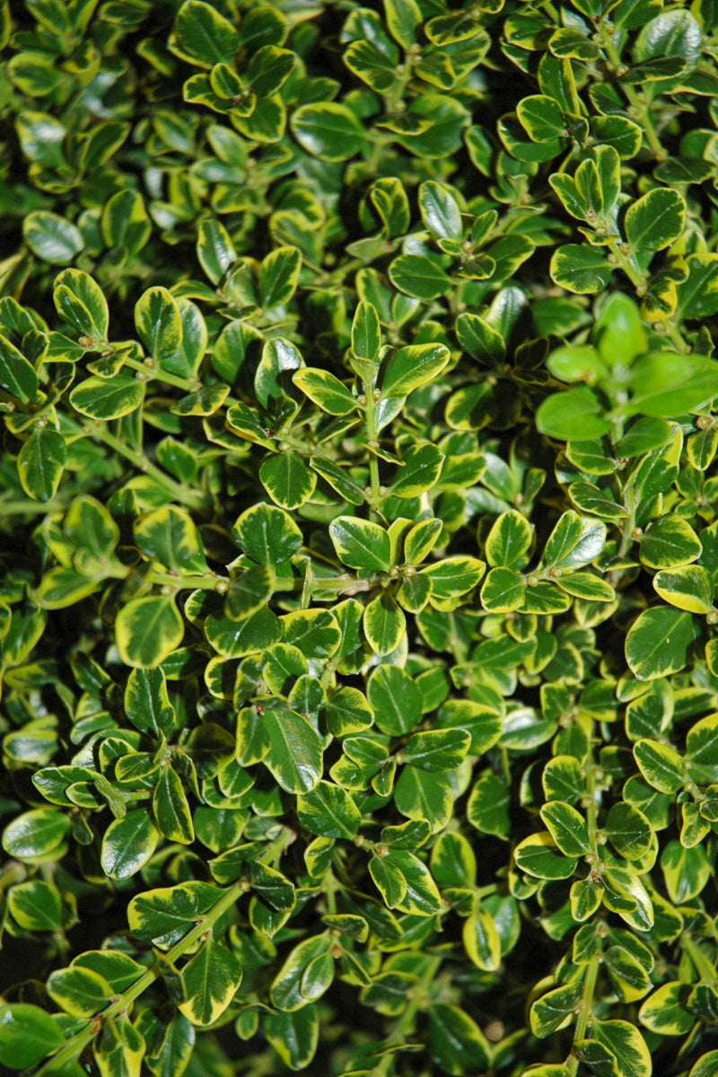 Boxwood, Golden Triumph