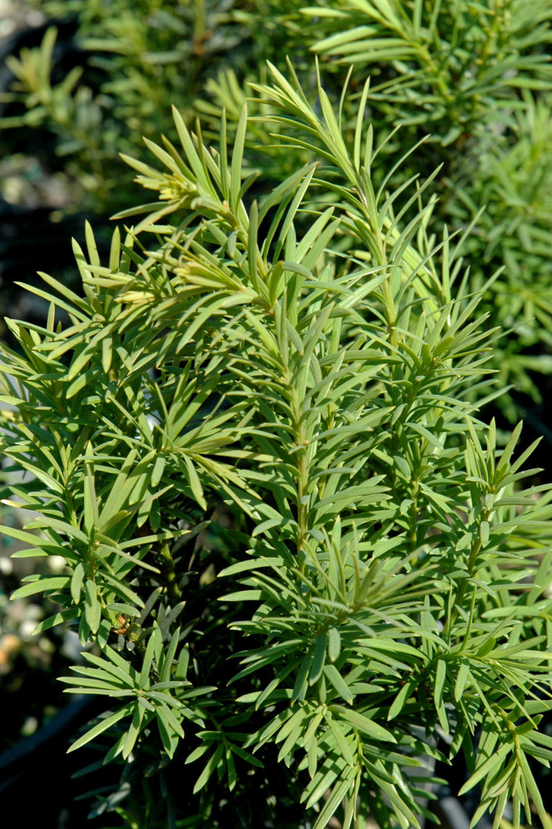Yew, H.M Eddie