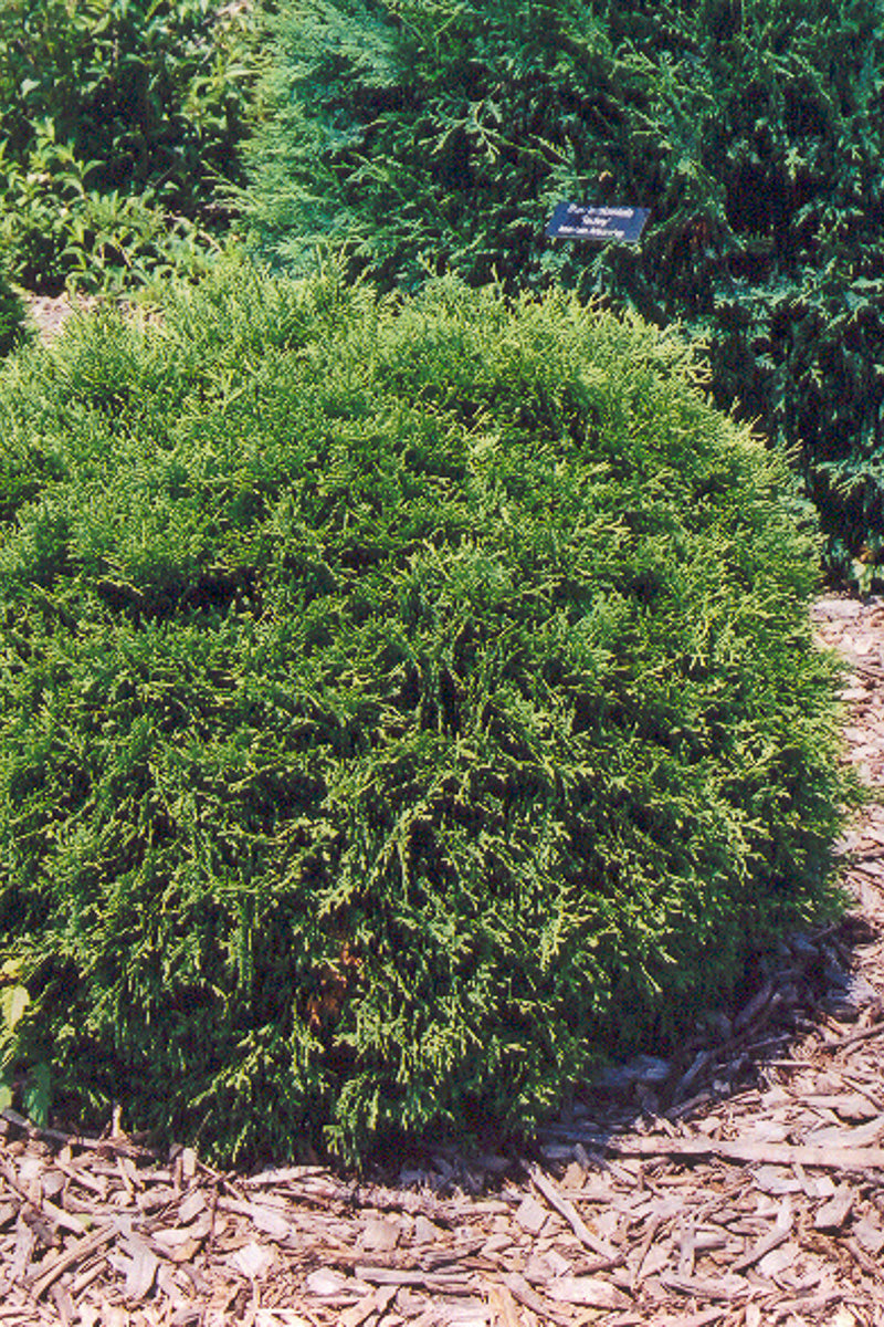 Arborvitae, Hetz Midget