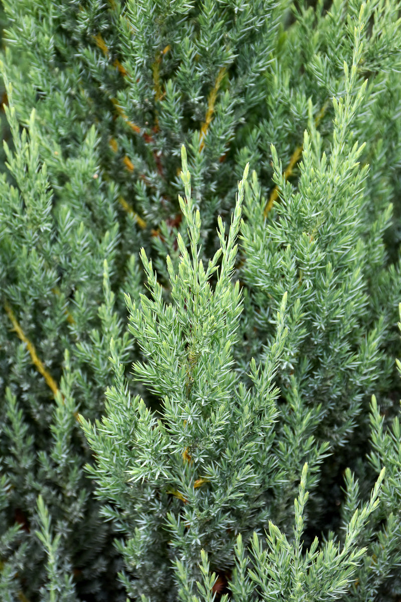 Juniper, Blue Point