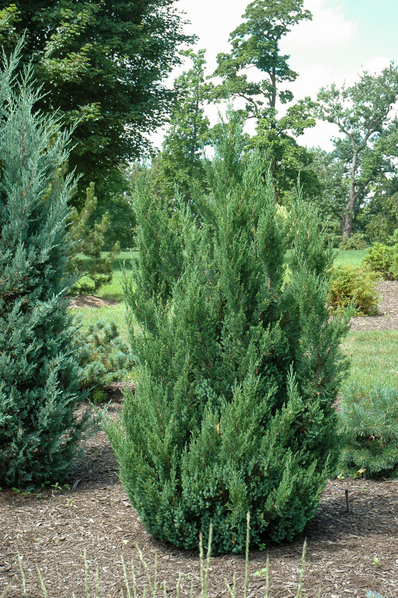 Juniper, Blue Point