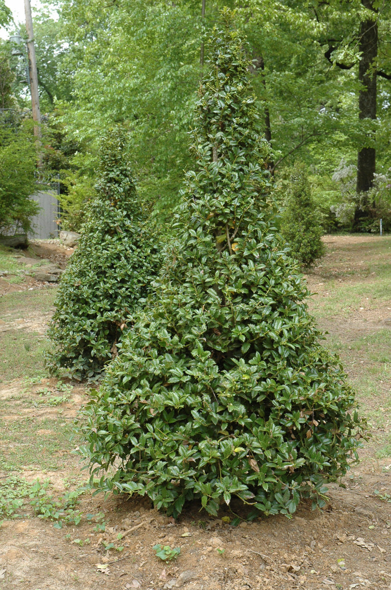 Holly, Castle Spire (female)