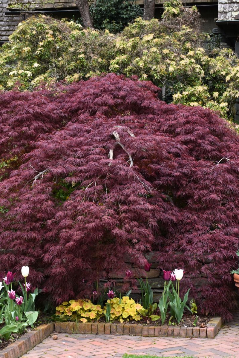 Maple, Japanese Tamuke Yama