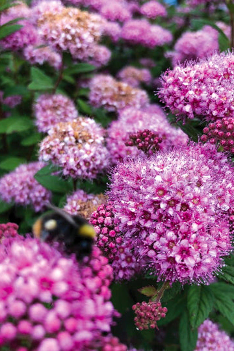 Spirea, Poprocks Petite