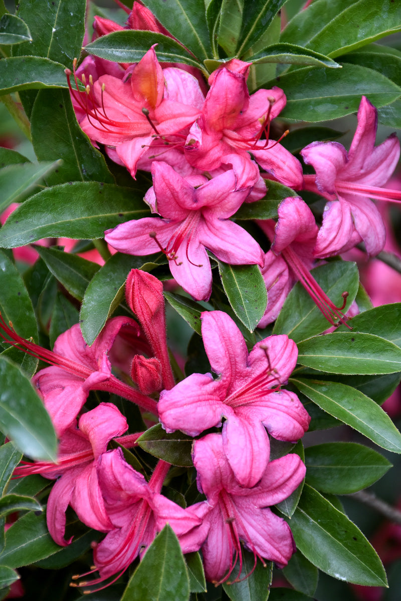 Azalea, Parade