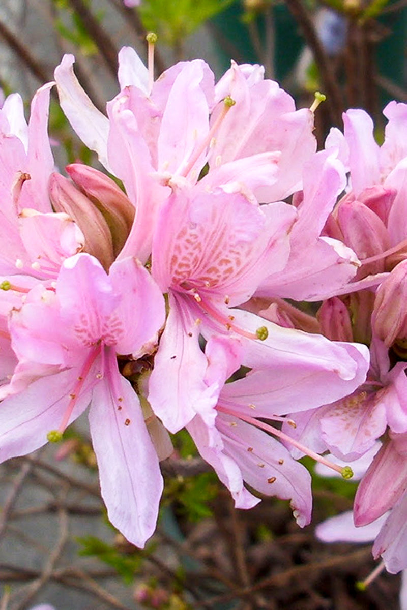 Azalea, Western Lights