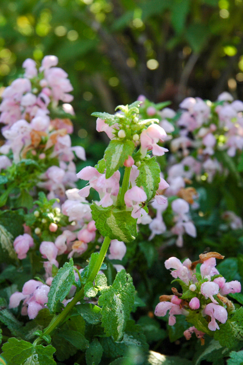 Lamium, Shell Pink