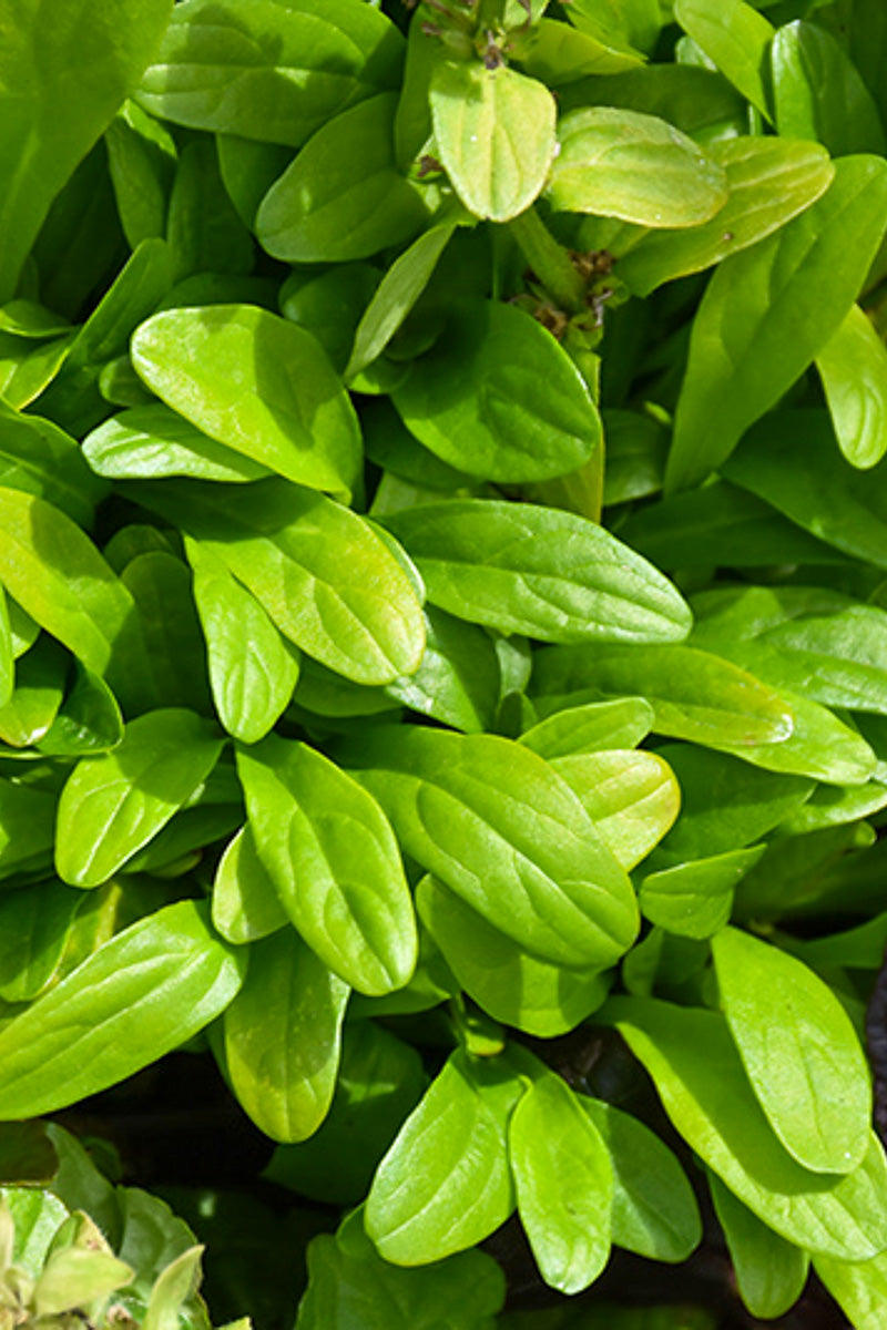 Ajuga, Cordial Canary