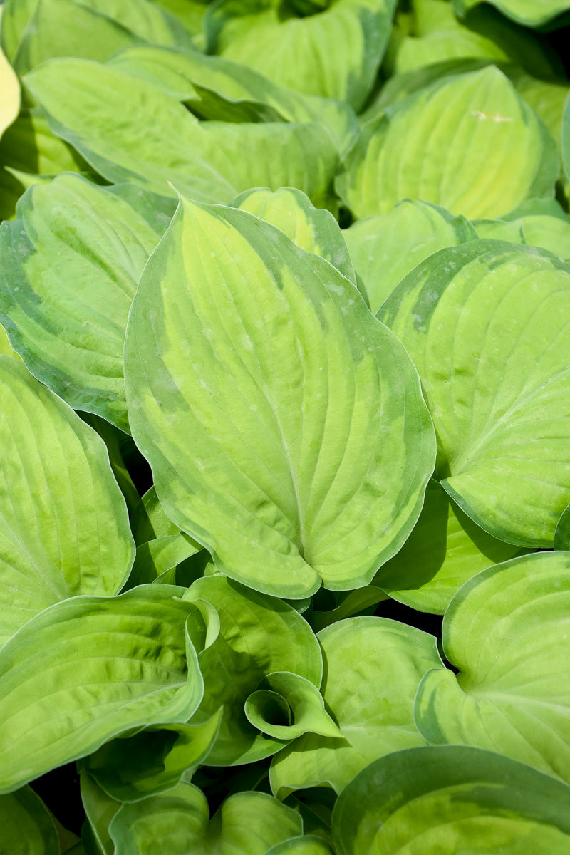 Hosta, Paradigm