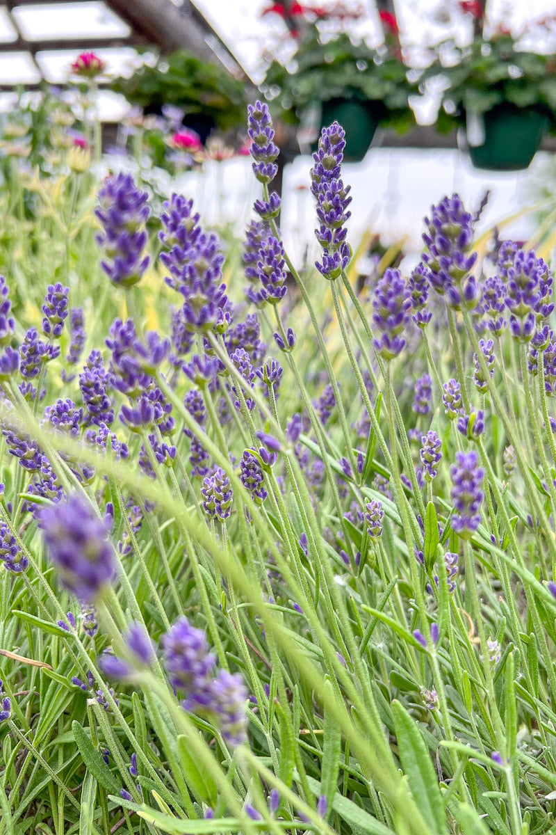 Lavender, Annet