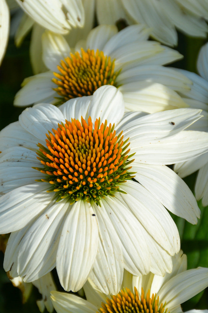 Coneflower, Pow Wow White